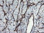 PECAM1 Antibody in Immunohistochemistry (Paraffin) (IHC (P))