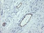 PECAM1 Antibody in Immunohistochemistry (Paraffin) (IHC (P))