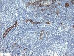 PECAM1 Antibody in Immunohistochemistry (Paraffin) (IHC (P))