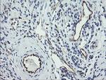 PECAM1 Antibody in Immunohistochemistry (Paraffin) (IHC (P))