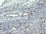 PECAM1 Antibody in Immunohistochemistry (Paraffin) (IHC (P))