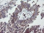 PECAM1 Antibody in Immunohistochemistry (Paraffin) (IHC (P))