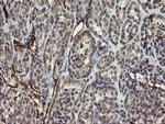 PECAM1 Antibody in Immunohistochemistry (Paraffin) (IHC (P))
