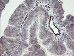PECAM1 Antibody in Immunohistochemistry (Paraffin) (IHC (P))