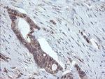 PECAM1 Antibody in Immunohistochemistry (Paraffin) (IHC (P))
