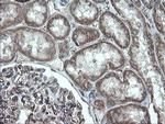 PECAM1 Antibody in Immunohistochemistry (Paraffin) (IHC (P))