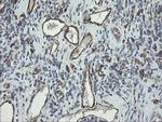 PECAM1 Antibody in Immunohistochemistry (Paraffin) (IHC (P))
