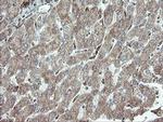 PECAM1 Antibody in Immunohistochemistry (Paraffin) (IHC (P))