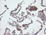 PECAM1 Antibody in Immunohistochemistry (Paraffin) (IHC (P))