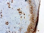 PECAM1 Antibody in Immunohistochemistry (Paraffin) (IHC (P))