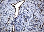 PECAM1 Antibody in Immunohistochemistry (Paraffin) (IHC (P))
