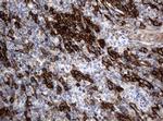 PECAM1 Antibody in Immunohistochemistry (Paraffin) (IHC (P))