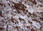 PECAM1 Antibody in Immunohistochemistry (Paraffin) (IHC (P))