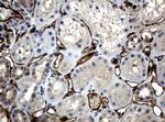 PECAM1 Antibody in Immunohistochemistry (Paraffin) (IHC (P))
