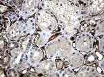 PECAM1 Antibody in Immunohistochemistry (Paraffin) (IHC (P))