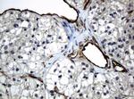 PECAM1 Antibody in Immunohistochemistry (Paraffin) (IHC (P))