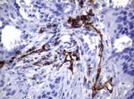 PECAM1 Antibody in Immunohistochemistry (Paraffin) (IHC (P))