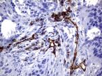 PECAM1 Antibody in Immunohistochemistry (Paraffin) (IHC (P))
