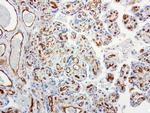 PECAM1 Antibody in Immunohistochemistry (Paraffin) (IHC (P))
