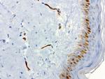 PECAM1 Antibody in Immunohistochemistry (Paraffin) (IHC (P))