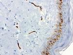PECAM1 Antibody in Immunohistochemistry (Paraffin) (IHC (P))