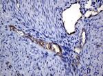 PECAM1 Antibody in Immunohistochemistry (Paraffin) (IHC (P))