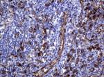 PECAM1 Antibody in Immunohistochemistry (Paraffin) (IHC (P))