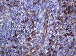 PECAM1 Antibody in Immunohistochemistry (Paraffin) (IHC (P))