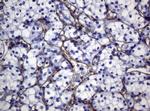PECAM1 Antibody in Immunohistochemistry (Paraffin) (IHC (P))