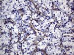 PECAM1 Antibody in Immunohistochemistry (Paraffin) (IHC (P))