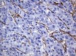 PECAM1 Antibody in Immunohistochemistry (Paraffin) (IHC (P))