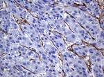 PECAM1 Antibody in Immunohistochemistry (Paraffin) (IHC (P))