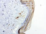 PECAM1 Antibody in Immunohistochemistry (Paraffin) (IHC (P))