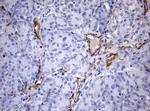 PECAM1 Antibody in Immunohistochemistry (Paraffin) (IHC (P))