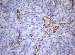 PECAM1 Antibody in Immunohistochemistry (Paraffin) (IHC (P))