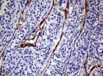 PECAM1 Antibody in Immunohistochemistry (Paraffin) (IHC (P))