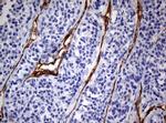 PECAM1 Antibody in Immunohistochemistry (Paraffin) (IHC (P))