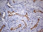PECAM1 Antibody in Immunohistochemistry (Paraffin) (IHC (P))
