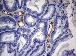 PECAM1 Antibody in Immunohistochemistry (Paraffin) (IHC (P))