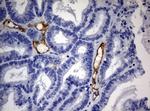 PECAM1 Antibody in Immunohistochemistry (Paraffin) (IHC (P))