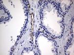PECAM1 Antibody in Immunohistochemistry (Paraffin) (IHC (P))