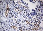 PECAM1 Antibody in Immunohistochemistry (Paraffin) (IHC (P))