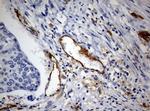 PECAM1 Antibody in Immunohistochemistry (Paraffin) (IHC (P))