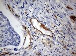 PECAM1 Antibody in Immunohistochemistry (Paraffin) (IHC (P))