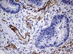 PECAM1 Antibody in Immunohistochemistry (Paraffin) (IHC (P))