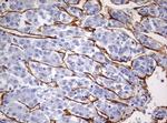 PECAM1 Antibody in Immunohistochemistry (Paraffin) (IHC (P))