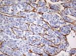 PECAM1 Antibody in Immunohistochemistry (Paraffin) (IHC (P))