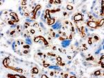 PECAM1 Antibody in Immunohistochemistry (Paraffin) (IHC (P))