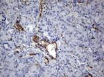 PECAM1 Antibody in Immunohistochemistry (Paraffin) (IHC (P))