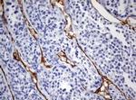 PECAM1 Antibody in Immunohistochemistry (Paraffin) (IHC (P))